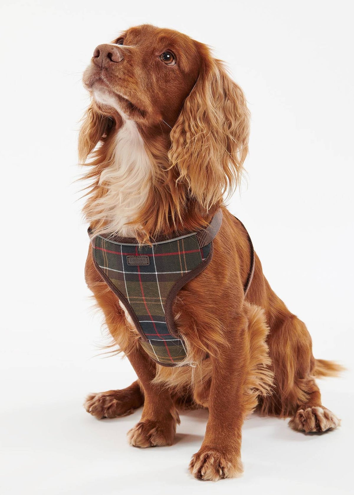Barbour Travel & Exercise Harness