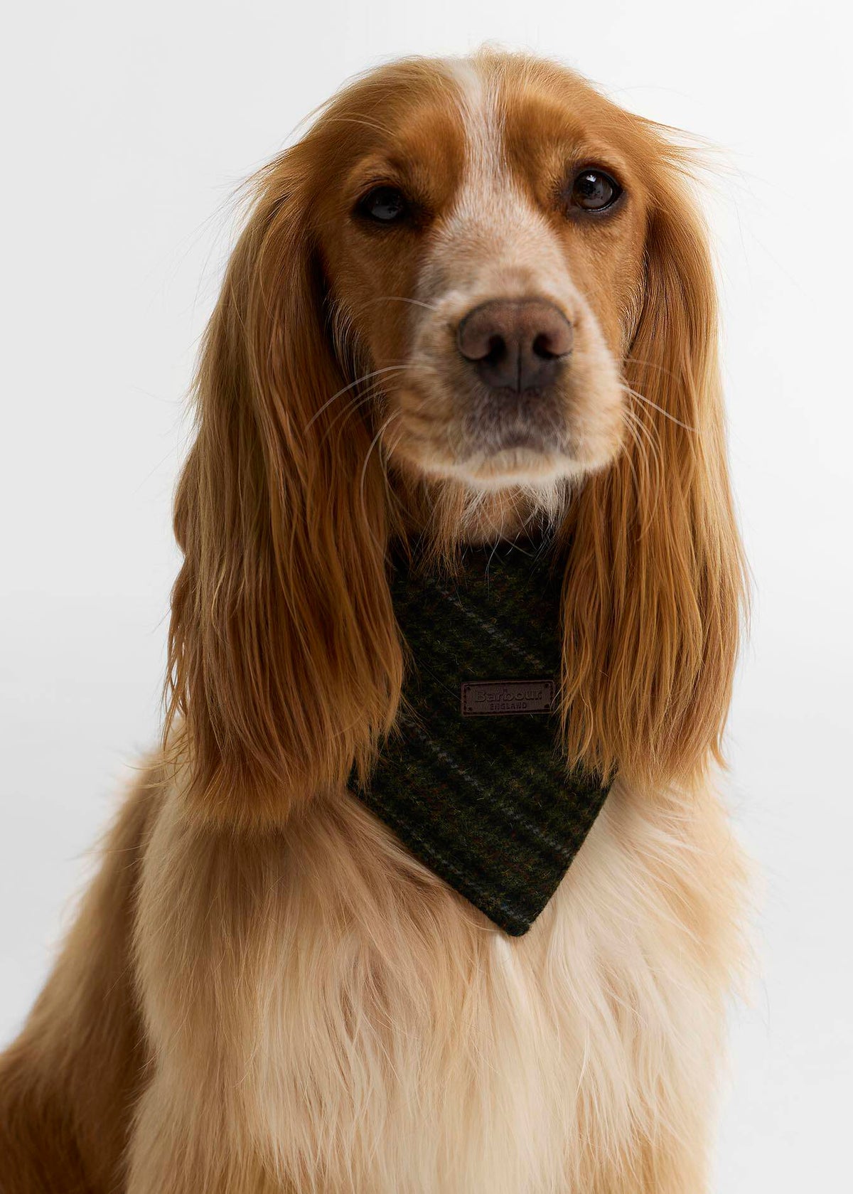 Barbour Dog  Bandana Olive