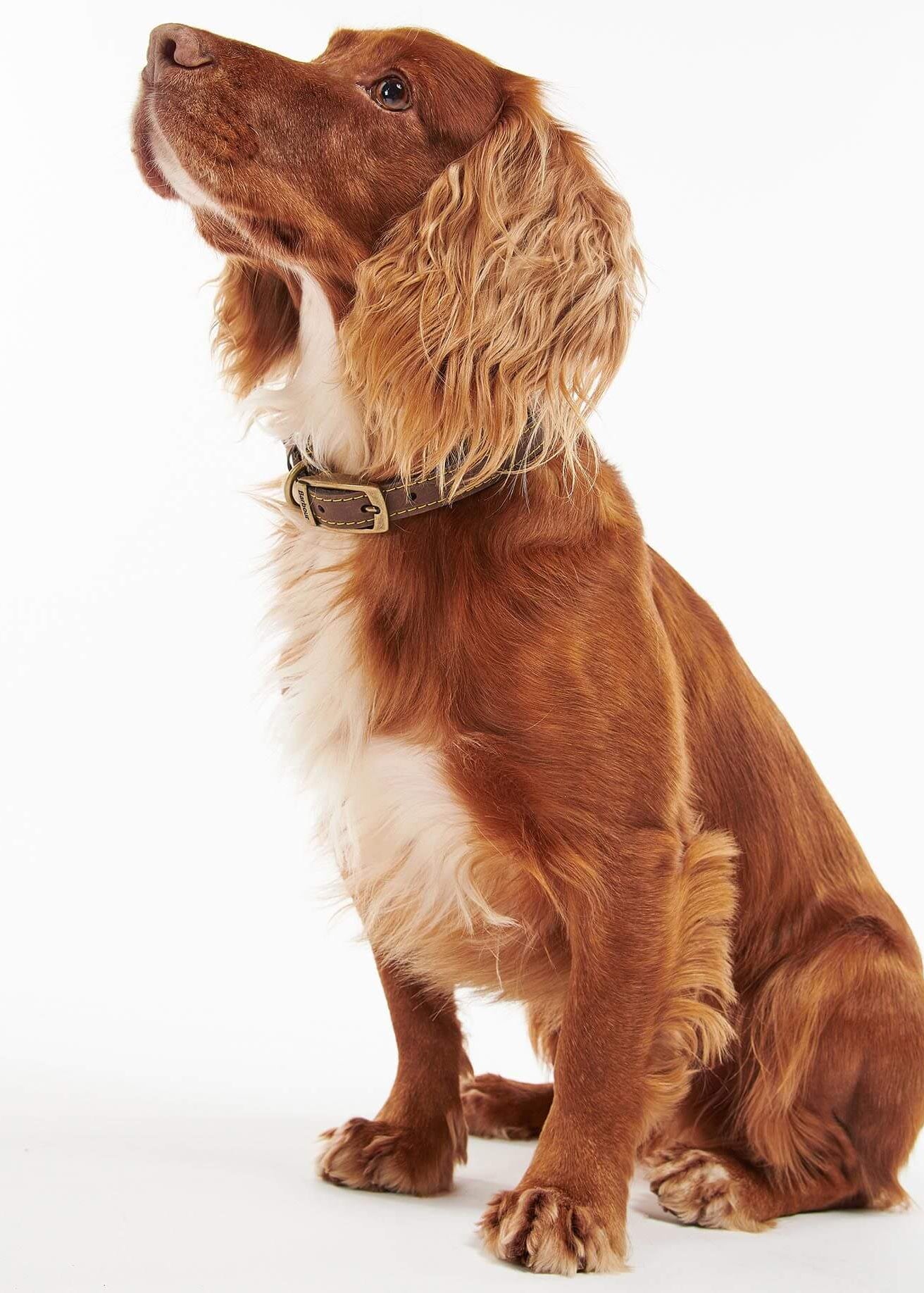 Barbour Leather Dog Collar Brown